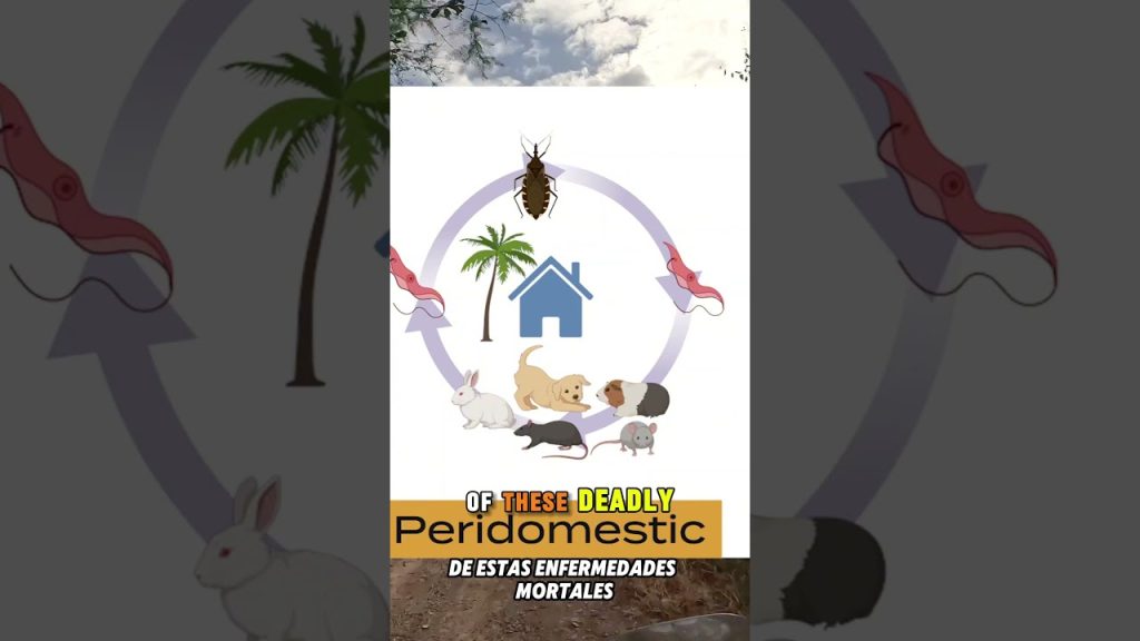 COMPLEX INTERPLAY #chagas #interplay #complex #youtube #travel #blog #video  #awareness #shorts