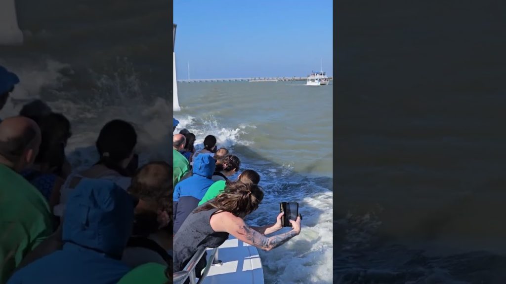The Best Dolphin Watching in South Padre Island Texas by Isla Tours 30dec2024 #dolphin #dolphinwatch