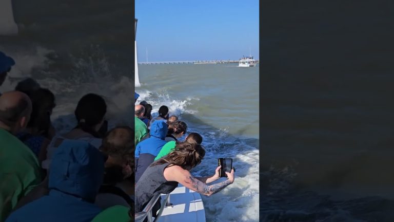 The Best Dolphin Watching in South Padre Island Texas by Isla Tours 30dec2024 #dolphin #dolphinwatch