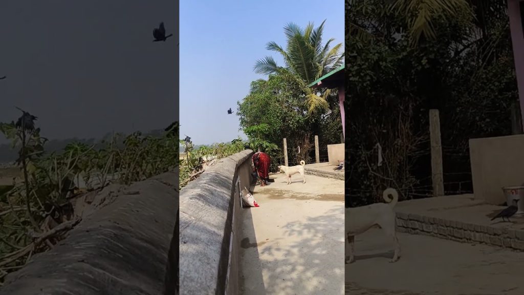Maa Matia Mangala Temple #rajnagar #nirmalunfiltered #travel #blog #vlog