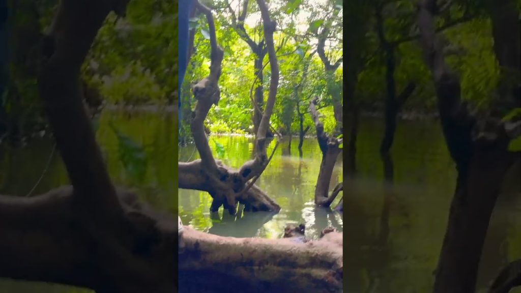 Thunder #travel #travelblog #shortvideo #shortsviral #nature #love #fun #funny #fyp