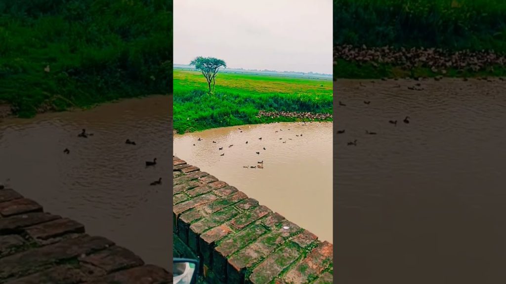 #nature #travelblog #viralvideo #travel #travelvideo #shortvideo #shorts #beautiful #worldrecord
