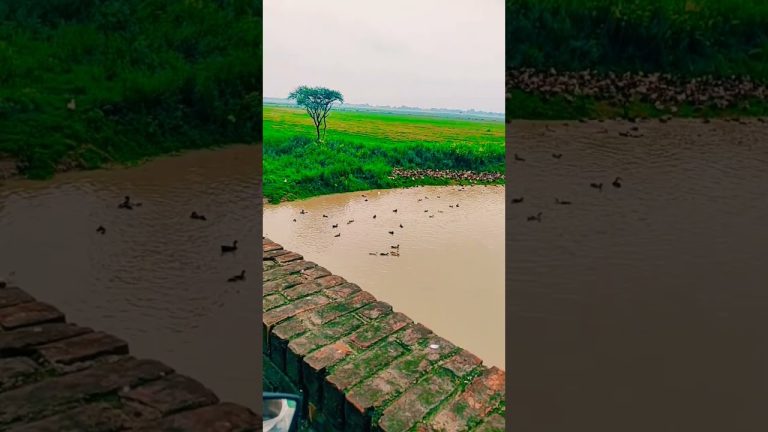 #nature #travelblog #viralvideo #travel #travelvideo #shortvideo #shorts #beautiful #worldrecord
