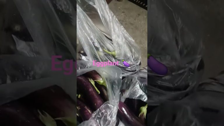 #travel #blog #nature #viral #amazing #viralvideo #eggplant #lifeinprovince
