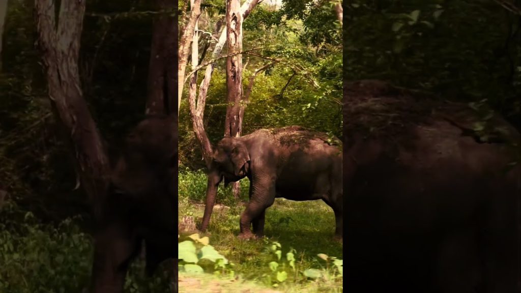 🐘 #viral #travel #scenicjourney #nature #shorts #vlog #travelpost CHECK OUT THE DESCRIPTION 👇