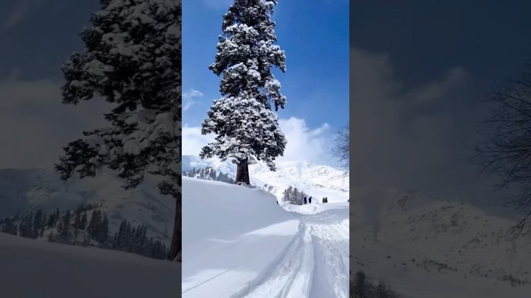 Best time to visit Kashmir to enjoy Snowfall? #snowfall #kashmir #shortsfeed